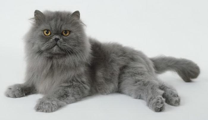 Персидские кошки фото