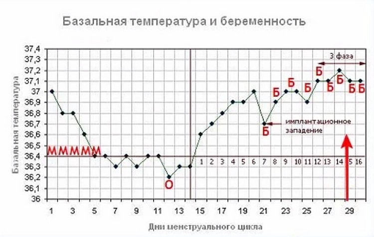 какие симптомы овуляции бывают