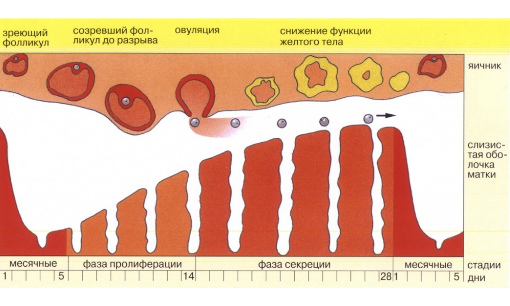 овуляция что это