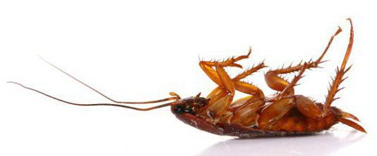 о том как избавиться от домашних тараканов 