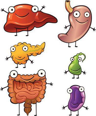органы и части пищеварительной системы
