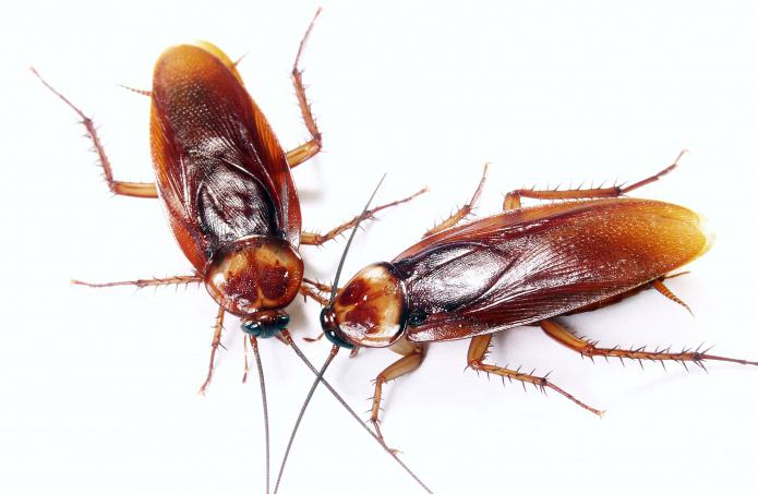 почему тараканы ушли от людей