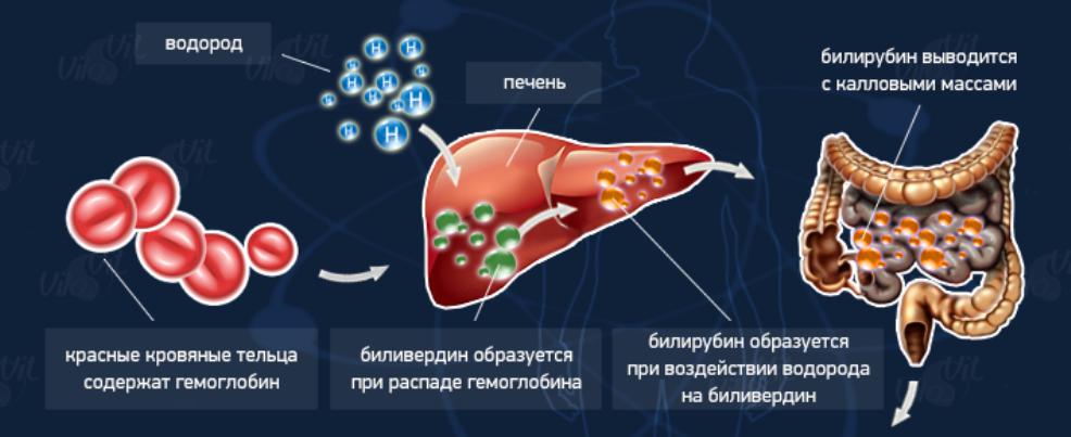 норма билирубина в крови