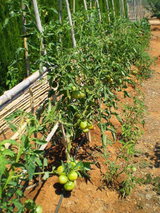 томат алсу - отзывы, фото, урожайность
