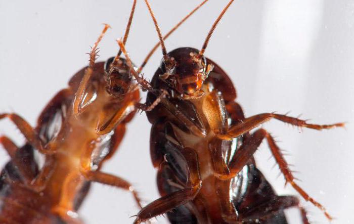 как избавиться от тараканов в общежитии