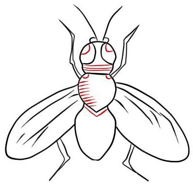 как нарисовать муху цокотуху поэтапно