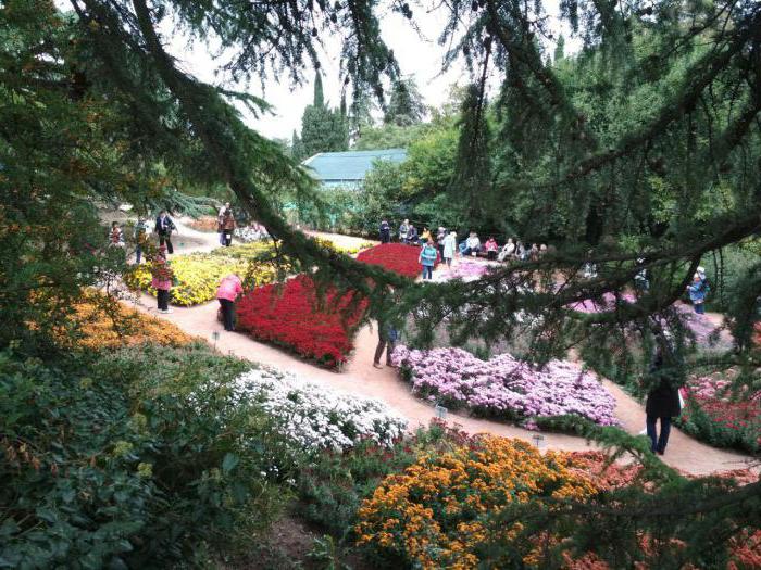 никитский ботанический сад бал хризантем 2017