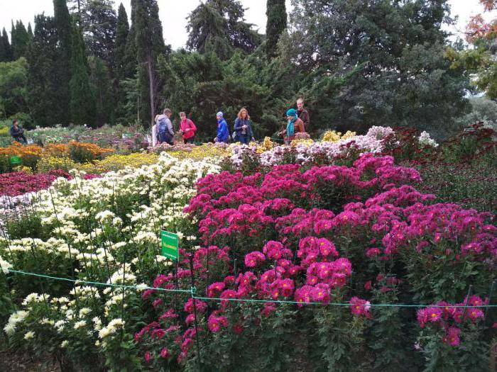 бал хризантем никитский ботанический сад 2017 дата