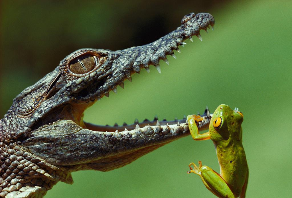 Детеныш крокодила пытается отведать лягушку