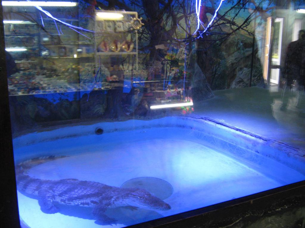 Крокодила поселили в аквариум