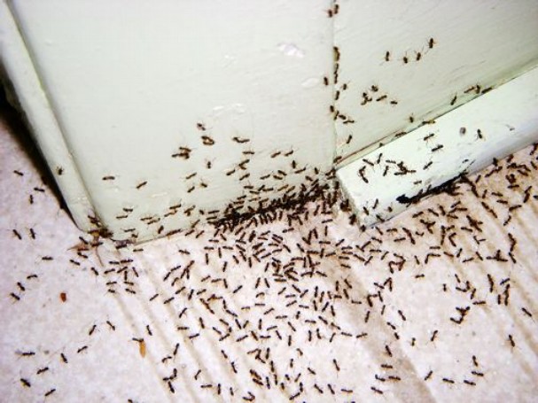 Колония муравьев