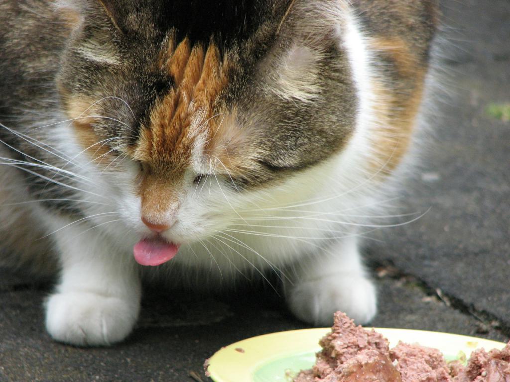 Кот ест