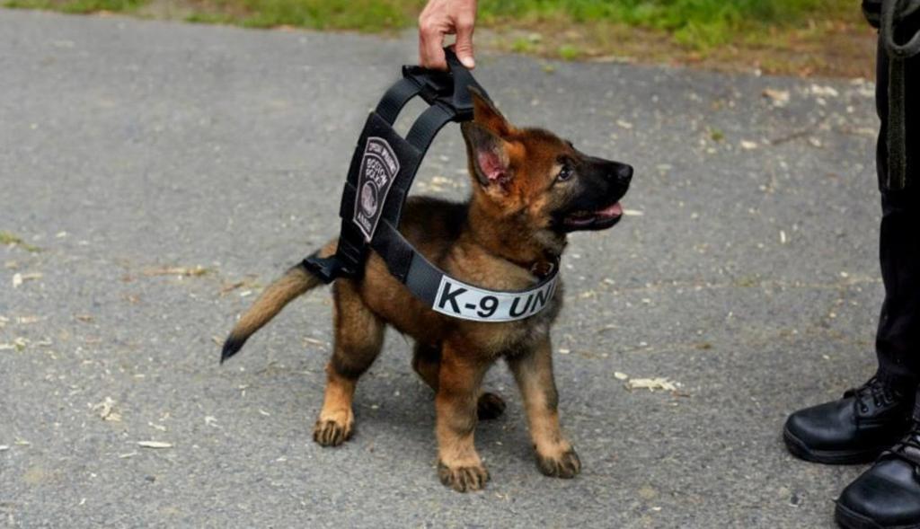 Пес полицейский