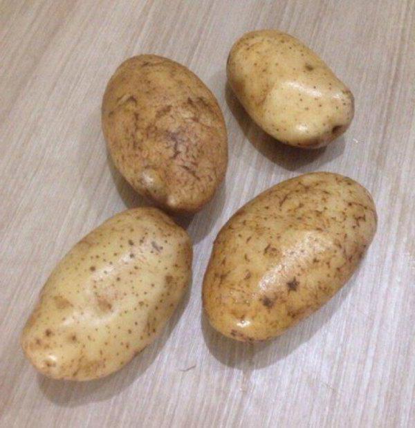 Сорт картофеля янка