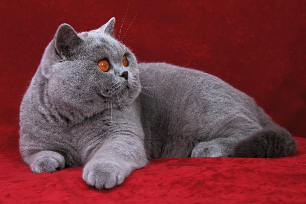 "Плюшевый" кот: порода, фото и название, описание