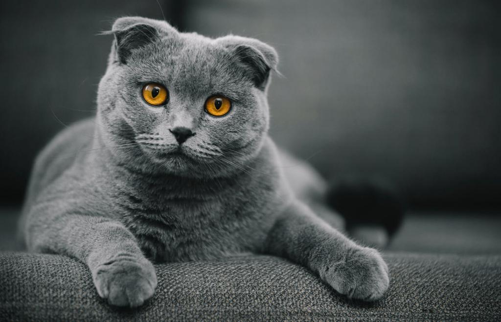 "Плюшевый" кот: порода, фото и название, описание
