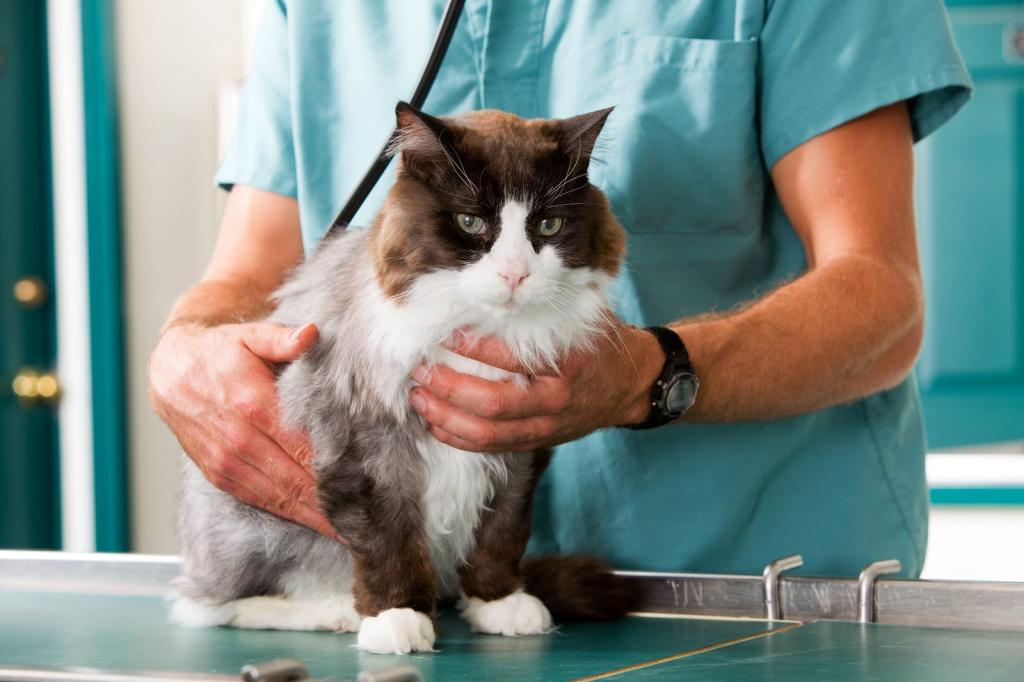 корм для кастрированных котов и стерилизованных кошек