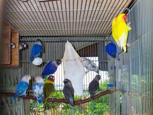 попугаи неразлучники уход и содержание разведение 