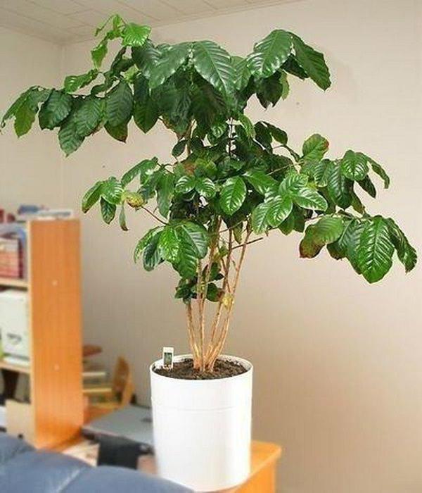 как вырастить кофейное дерево в домашних условиях