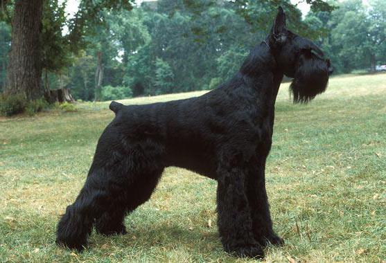  порода больших черных собак 