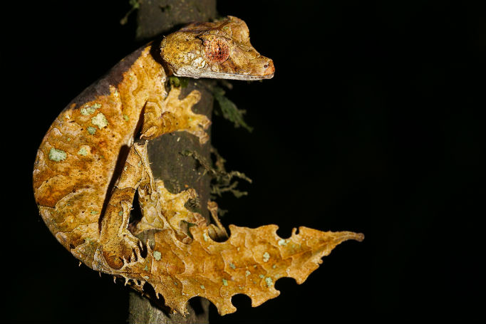 листохвостый геккон