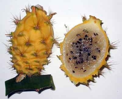Питахайя - фрукт полезный и вкусный