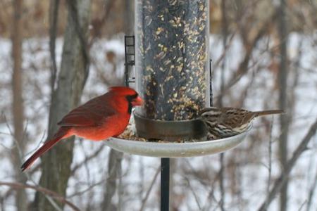 Чем кормить птиц зимой. Чем кормить уличных птиц зимой - фото 1