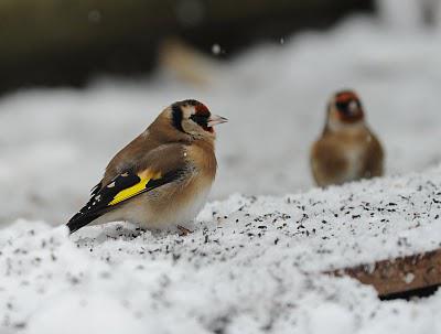 Чем кормить птиц зимой. Чем кормить уличных птиц зимой - фото 3