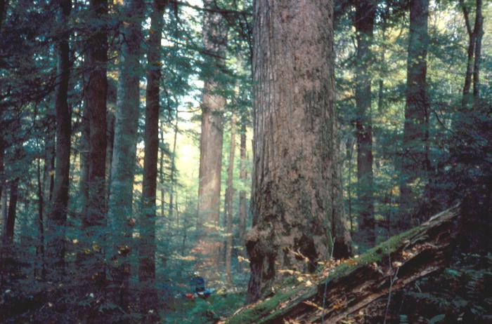 климат смешанных и широколиственных лесов