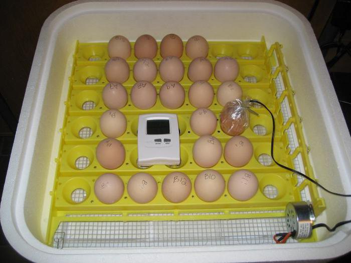 как правильно вывести цыплят в инкубаторе