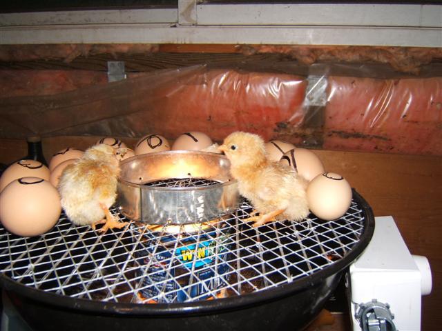 вывод цыплят в домашнем инкубаторе