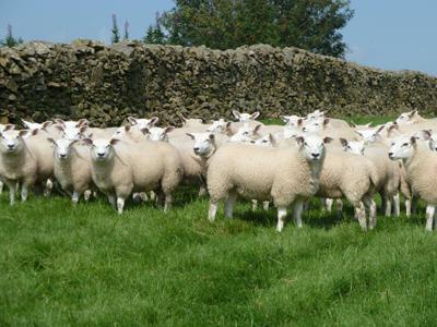бизнес план фермерского хозяйства овцеводство