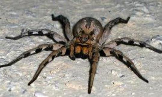 самый опасный паук