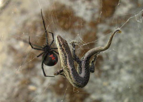 10 самых опасных пауков