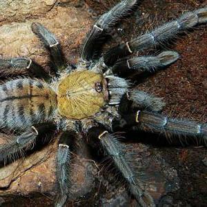 топ самых опасных пауков в мире