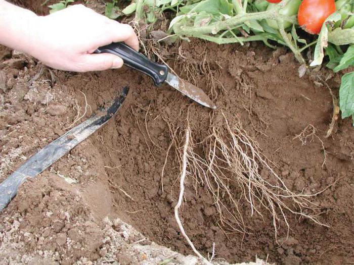 улучшение структуры почвы
