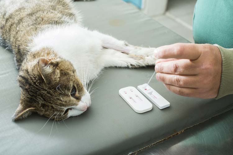 Анализ крови у кошки