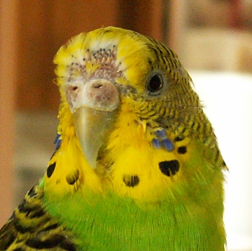 Пухопероеды у волнообразного попугая