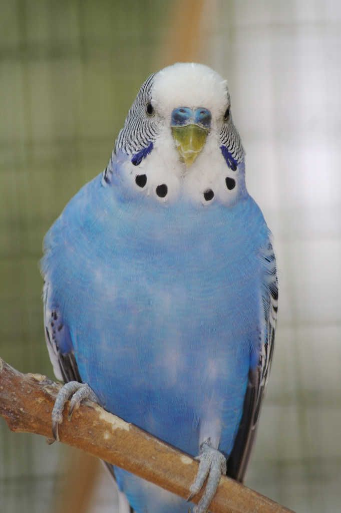 Ожирение у волнообразного попугая