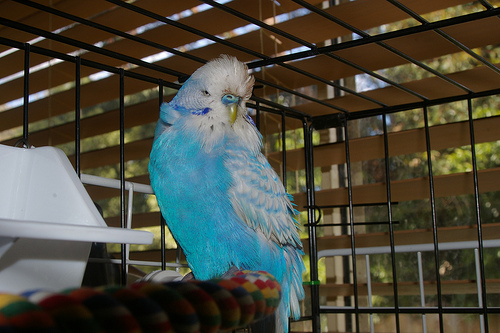Орнитоз у волнообразного попугая