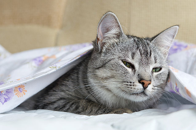 Симптомы пиометры у кошки