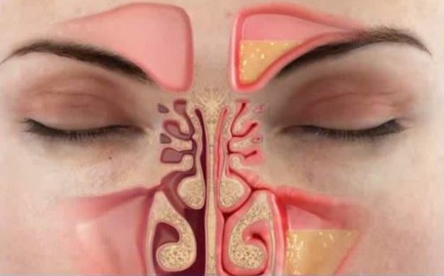 Обонятельный эпителий носа