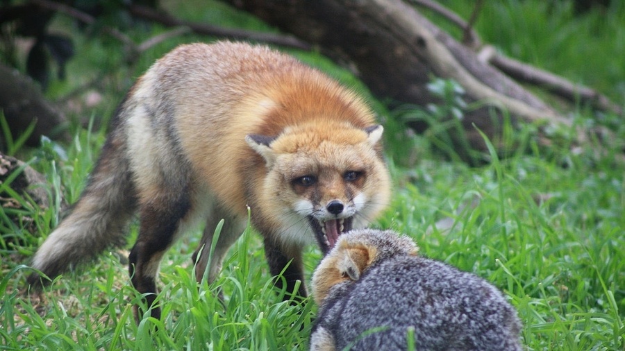 Нападение бешеной лисицы