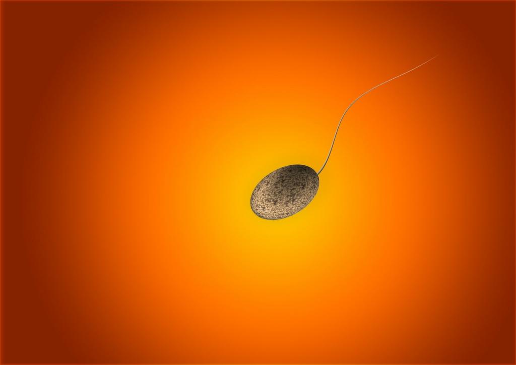 Подвижный сперматозоид