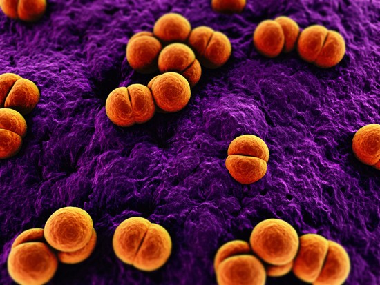 Кокковые бактерии - возбудители менингита