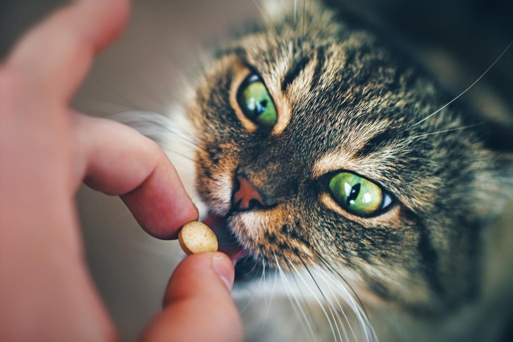 Кошка принимает таблетку