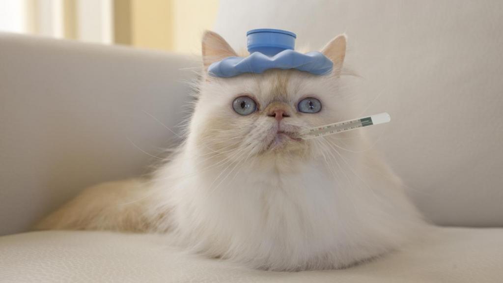 Гиперсаливация у кошек (повышенное слюноотделение): причины и методы лечения
