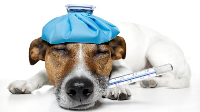 Массаж для собак: техника выполнения, при каких заболеваниях применяется