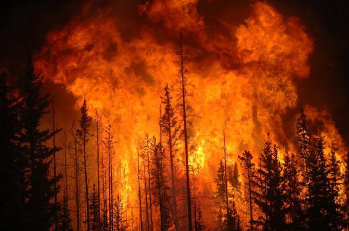 классы пожарной опасности в лесах