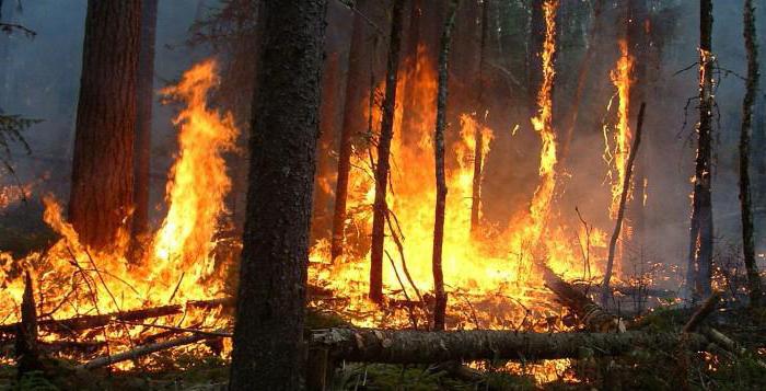 мониторинг лесных пожаров